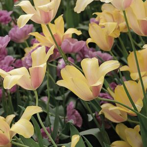 Tulipa 'Blushing Lady', Tulip 'Blushing Lady', Single Late Tulip 'Blushing Lady', Single Late Tulips, Spring Bulbs, Spring Flowers, Cream Tulip, Bicolor Tulip, Single Late Tulip