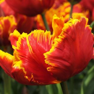 Tulipa 'Bright Parrot', Tulip 'Bright Parrot', Parrot Tulip 'Bright Parrot', Parrot Tulips, Spring Bulbs, Spring Flowers, Tulipe Bright Parrot, Parrot Tulip, Apricot Tulip, Orange Tulip, Tulipe perroquet