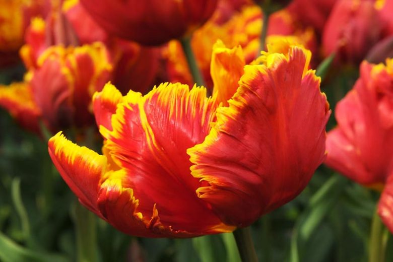 Tulipa 'Bright Parrot', Tulip 'Bright Parrot', Parrot Tulip 'Bright Parrot', Parrot Tulips, Spring Bulbs, Spring Flowers, Tulipe Bright Parrot, Parrot Tulip, Apricot Tulip, Orange Tulip, Tulipe perroquet
