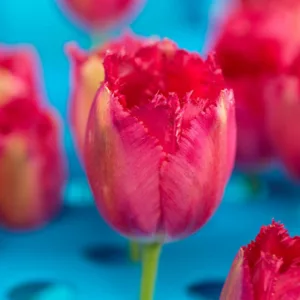 Tulipa Burgundy Lace, Tulip 'Burgundy Lace', Fringed Tulip 'Burgundy Lace', Fringed Tulips, Spring Bulbs, Spring Flowers, Tulipe Burgundy Lace, Pink Tulips, Tulipes Dentelle