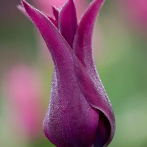 Tulipa 'Burgundy', Tulip 'Burgundy', Lily-Flowered Tulip 'Burgundy', Lily-Flowering Tulip 'Burgundy', Lily-Flowered Tulips, Spring Bulbs, Spring Flowers, Tulipe Burgundy,Lily Flowered Tulip, Purple tulip, late season tulip