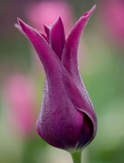 Tulipa 'Burgundy', Tulip 'Burgundy', Lily-Flowered Tulip 'Burgundy', Lily-Flowering Tulip 'Burgundy', Lily-Flowered Tulips, Spring Bulbs, Spring Flowers, Tulipe Burgundy,Lily Flowered Tulip, Purple tulip, late season tulip