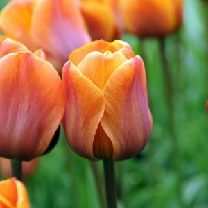 Tulipa 'Cairo', Tulip 'Cairo', Triumph Tulip 'Cairo', Triumph Tulips, Spring Bulbs, Spring Flowers, Tulipe Cairo, Orange Tulip