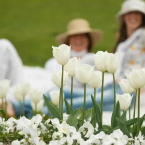 Calgary Tulipa, Tulipa Calgary,Tulip 'Calgary', Triumph Tulip 'Calgary', Triumph Tulips, Spring Bulbs, Spring Flowers, Tulipe Calgary, White Tulips, Tulipes Triomphe,Creamy tulips, Mid spring tulips