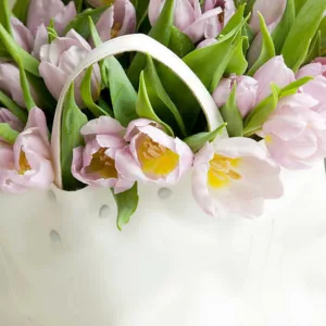 Tulipa Candy Prince,Tulip 'Candy Prince', Single Early Tulip 'Candy Prince', Single Early Tulips, Spring Bulbs, Spring Flowers, Tulipe Candy Prince, Pink Tulips, Lavender tulips, Tulipes Simples Hatives
