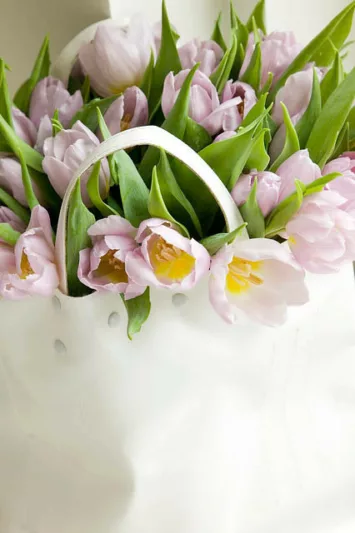 Tulipa Candy Prince,Tulip 'Candy Prince', Single Early Tulip 'Candy Prince', Single Early Tulips, Spring Bulbs, Spring Flowers, Tulipe Candy Prince, Pink Tulips, Lavender tulips, Tulipes Simples Hatives