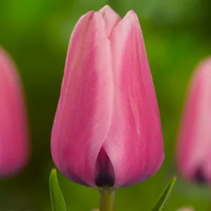 Tulipa Capri, Tulip 'Capri', Darwin Hybrid Tulip 'Capri', Darwin Hybrid Tulips, Spring Bulbs, Spring Flowers, Tulipe Capri, Tulipes Darwin, Red tulips, mid spring red tulips