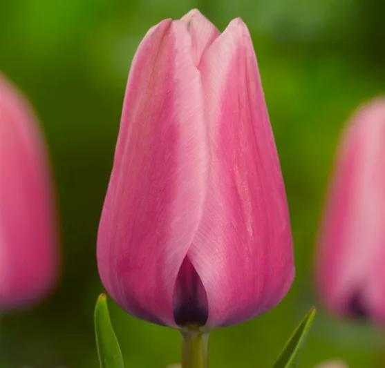 Tulipa Capri, Tulip 'Capri', Darwin Hybrid Tulip 'Capri', Darwin Hybrid Tulips, Spring Bulbs, Spring Flowers, Tulipe Capri, Tulipes Darwin, Red tulips, mid spring red tulips