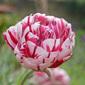 Tulipa Carnaval de Nice,Tulip 'Carnaval De Nice', Double Late Tulip 'Carnaval De Nice', Double Late Tulips, Spring Bulbs, Spring Flowers, Tulipe Carnaval de Nice, Bicolor tulips, Tulipes Doubles Tardives