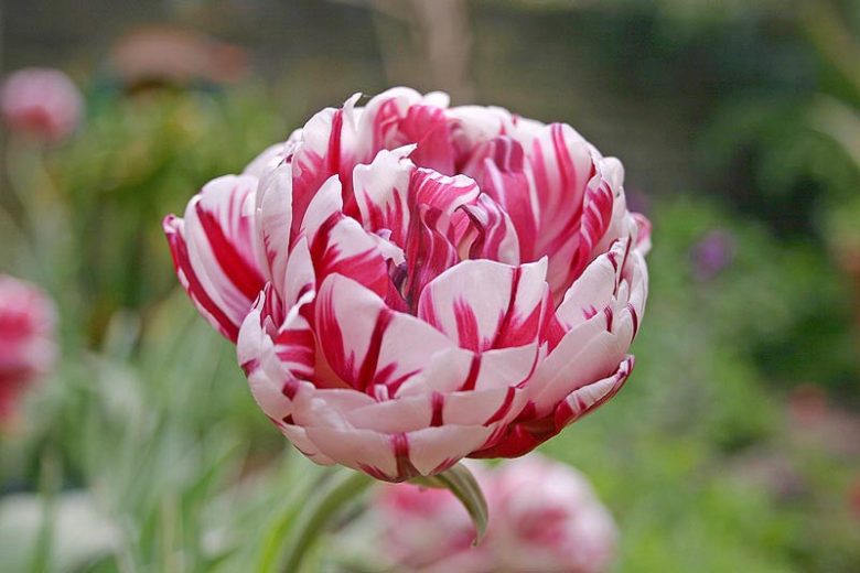 Tulipa Carnaval de Nice,Tulip 'Carnaval De Nice', Double Late Tulip 'Carnaval De Nice', Double Late Tulips, Spring Bulbs, Spring Flowers, Tulipe Carnaval de Nice, Bicolor tulips, Tulipes Doubles Tardives