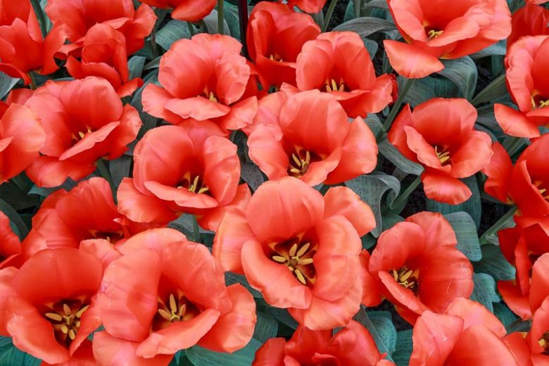 Tulipa Casa Grande, Tulip 'Casa Grande', Greigii Tulip 'Casa Grande', Greigii Tulips, Spring Bulbs, Spring Flowers, Tulipe Casa Grande, Tulipes Greigii, Red tulips