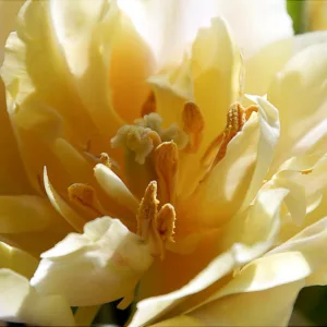Tulipa 'Casablanca',Tulip 'Casablanca', Double Late Tulip 'Casablanca', Double Late Tulips, Spring Bulbs, Spring Flowers, Tulipe Casablanca, Double Late Tulip, Creamy Tulips, white Tulips, Tulipes Doubles Tardives