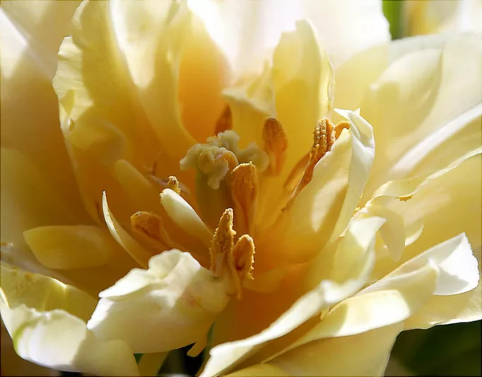 Tulipa 'Casablanca',Tulip 'Casablanca', Double Late Tulip 'Casablanca', Double Late Tulips, Spring Bulbs, Spring Flowers, Tulipe Casablanca, Double Late Tulip, Creamy Tulips, white Tulips, Tulipes Doubles Tardives