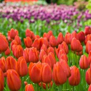 Tulipa Cassini,Tulip 'Cassini', Triumph Tulip 'Cassini', Triumph Tulips, Spring Bulbs, Spring Flowers, Tulipe Cassini,Red Tulips, Tulipes Triomphe, Mid late spring tulips