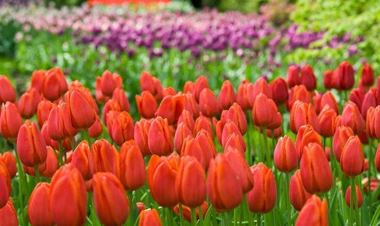 Tulipa Cassini,Tulip 'Cassini', Triumph Tulip 'Cassini', Triumph Tulips, Spring Bulbs, Spring Flowers, Tulipe Cassini,Red Tulips, Tulipes Triomphe, Mid late spring tulips