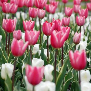 Tulipa 'Charmeur', Tulip 'Charmeur', Triumph Tulip 'Charmeur', Triumph Tulips, Spring Bulbs, Spring Flowers, Pink Tulips, Bicolor Tulips, Tulipes Triomphe, Mid spring tulips