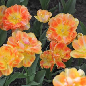 Tulipa 'Charming Beauty',Tulip 'Charming Beauty', Double Late Tulip 'Charming Beauty', Double Late Tulips, Spring Bulbs, Spring Flowers, Apricot Tulip, Double Late Tulip