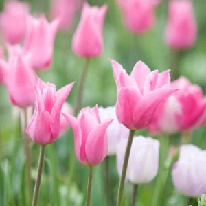 Tulipa China Pink,Tulip 'China Pink', Lily-Flowered Tulip 'China Pink', Lily-Flowering Tulip 'China Pink', Lily-Flowered Tulips, Spring Bulbs, Spring Flowers,Tulipe China Pink, Lily Flowered Tulip, Lily Flowering Tulip, Pink Tulips