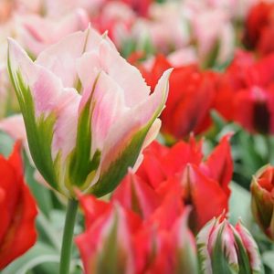 Tulipa China Town, Tulip 'China Town', Viridiflora Tulip 'China Town', Viridiflora Tulips, Spring Bulbs, Spring Flowers, Tulipe China Town, Pink tulips, Tulipes Viridiflora