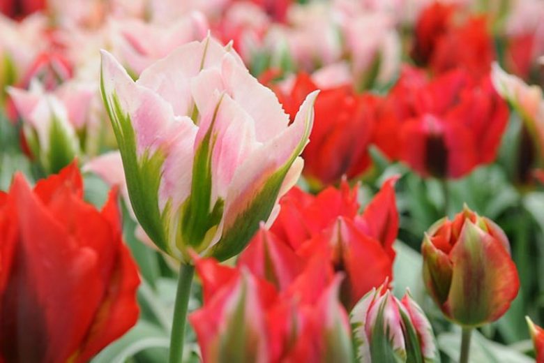 Tulipa China Town, Tulip 'China Town', Viridiflora Tulip 'China Town', Viridiflora Tulips, Spring Bulbs, Spring Flowers, Tulipe China Town, Pink tulips, Tulipes Viridiflora