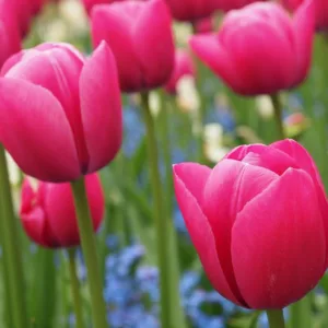 Tulipa Christmas Dream,Tulip 'Christmas Dream', Single Early Tulip 'Christmas Dream', Single Early Tulips, Spring Bulbs, Spring Flowers, Tulipe Christmas Dream, Pink Tulips, Tulipes Simples Hatives