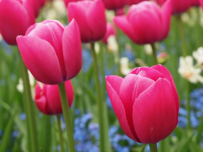 Tulipa Christmas Dream,Tulip 'Christmas Dream', Single Early Tulip 'Christmas Dream', Single Early Tulips, Spring Bulbs, Spring Flowers, Tulipe Christmas Dream, Pink Tulips, Tulipes Simples Hatives