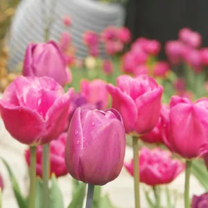 Tulipa Christmas Marvel,Tulip 'Christmas Marvel', Single Early Tulip 'Christmas Marvel', Single Early Tulips, Spring Bulbs, Spring Flowers, Tulipe Christmas Marvel, Pink Tulips, Tulipes Simples Hatives