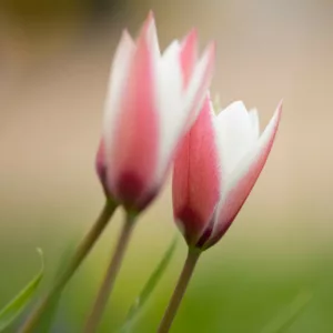 Tulipa Clusiana 'Peppermint stick', Tulip 'Peppermintstick', Tulipa 'Peppermint  Stick', Lady Tulip 'Peppermintstick', Tulipa clusiana 'Peppermint', Tulipa 'PeppermintStick', Botanical Tulips, Tulip Species, Rock Garden Tulips, Wild Tulips, Candle Stick Tulips, Mid spring tulip, bicolored tulip
