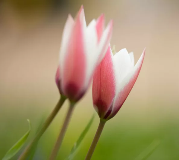 Tulipa Clusiana 'Peppermint stick', Tulip 'Peppermintstick', Tulipa 'Peppermint  Stick', Lady Tulip 'Peppermintstick', Tulipa clusiana 'Peppermint', Tulipa 'PeppermintStick', Botanical Tulips, Tulip Species, Rock Garden Tulips, Wild Tulips, Candle Stick Tulips, Mid spring tulip, bicolored tulip