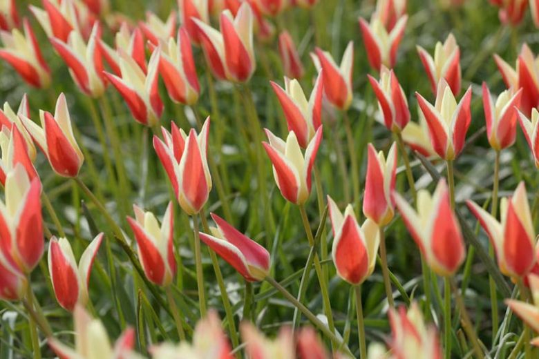 Tulipa Clusiana 'Cynthia', Tulip 'Cynthia', Lady Tulip 'Cynthia', MIscellaneous Tulip 'Cynthia', Botanical Tulips, Tulip Species, Rock Garden Tulips, Wild Tulips, Candle Stick Tulips, Mid spring tulip, bicolored tulip