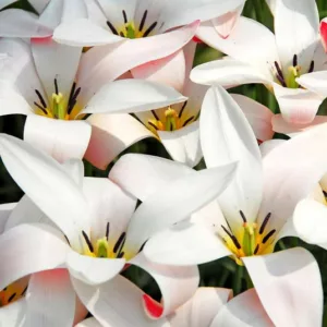 Tulipa Clusiana 'Lady Jane', Tulip 'Lady Jane', Lady Tulip 'Lady Jane', MIscellaneous Tulip 'Lady Jane', Botanical Tulips, Tulip Species, Rock Garden Tulips, Wild Tulips, Candle Stick Tulips, Mid spring tulip, bicolored tulip
