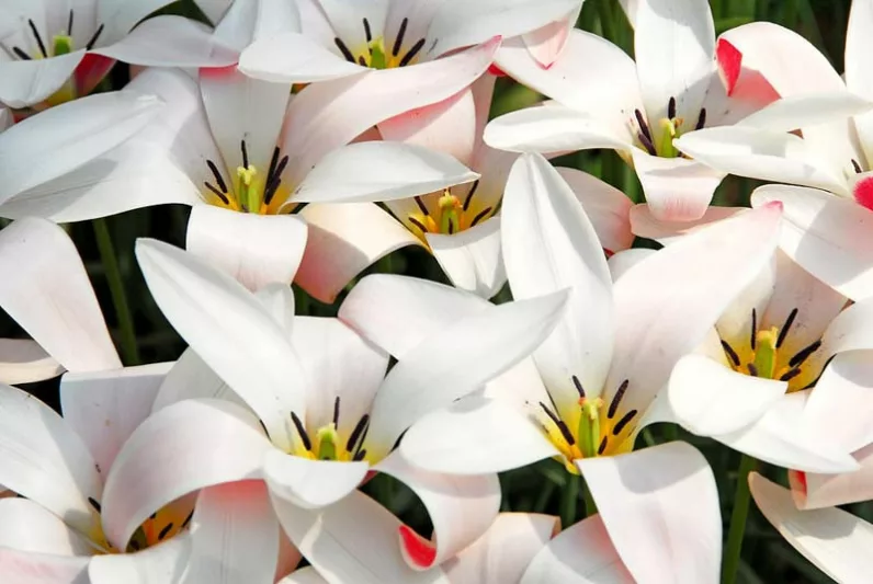 Tulipa Clusiana 'Lady Jane', Tulip 'Lady Jane', Lady Tulip 'Lady Jane', MIscellaneous Tulip 'Lady Jane', Botanical Tulips, Tulip Species, Rock Garden Tulips, Wild Tulips, Candle Stick Tulips, Mid spring tulip, bicolored tulip