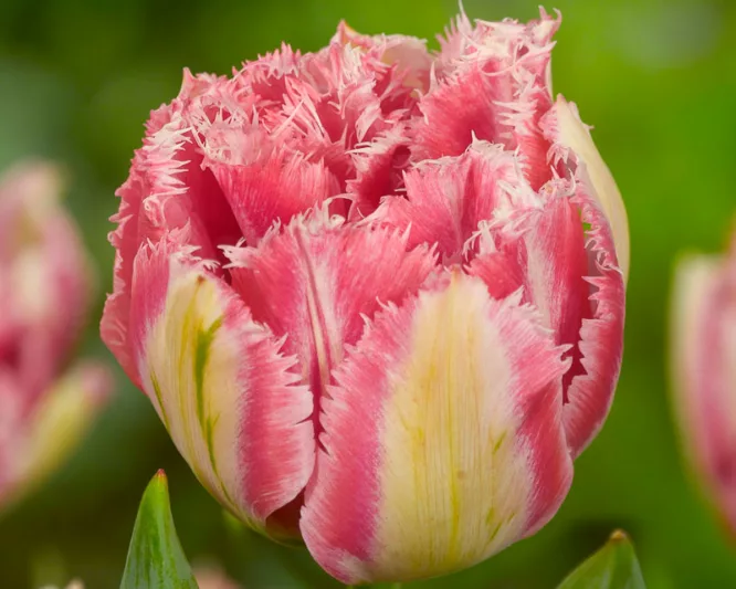 Tulipa 'Cool Crystal', Tulip 'Cool Crystal', Fringed Tulip 'Queensland', Fringed Tulips, Spring Bulbs, Spring Flowers, pink Tulips, Tulipes Dentelle
