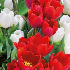 Tulipa Couleur Cardinal, Tulip 'Couleur Cardinal', Single Early Tulip 'Couleur Cardinal', Single Early Tulips, Spring Bulbs, Spring Flowers, Tulipe Couleur Cardinal, Red Tulips