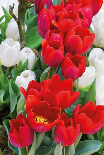 Tulipa Couleur Cardinal, Tulip 'Couleur Cardinal', Single Early Tulip 'Couleur Cardinal', Single Early Tulips, Spring Bulbs, Spring Flowers, Tulipe Couleur Cardinal, Red Tulips