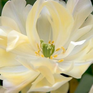 Tulipa Creme Upstar,Tulip 'Creme Upstar', Double Late Tulip 'Creme Upstar', Double Late Tulips, Spring Bulbs, Spring Flowers, Tulipe Creme Upstar, Double Late Tulip, Creamy Tulips, Yellow Tulips, Tulipes Doubles Tardives