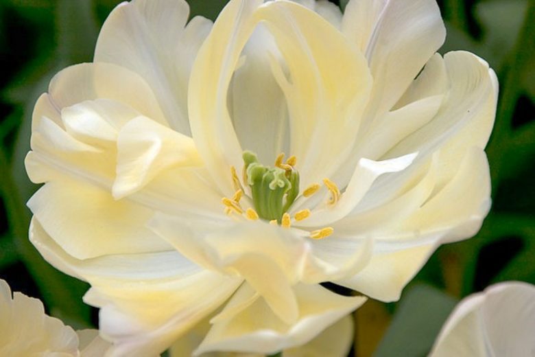 Tulipa Creme Upstar,Tulip 'Creme Upstar', Double Late Tulip 'Creme Upstar', Double Late Tulips, Spring Bulbs, Spring Flowers, Tulipe Creme Upstar, Double Late Tulip, Creamy Tulips, Yellow Tulips, Tulipes Doubles Tardives
