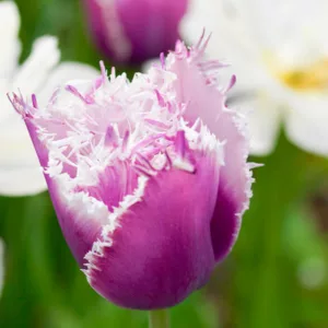 Tulipa 'Cummins', Tulip 'Cummins', Fringed Tulip 'Cummins', Fringed Tulips, Spring Bulbs, Spring Flowers, pink Tulips, Tulipes Dentelle