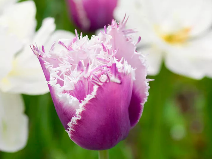 Tulipa 'Cummins', Tulip 'Cummins', Fringed Tulip 'Cummins', Fringed Tulips, Spring Bulbs, Spring Flowers, pink Tulips, Tulipes Dentelle