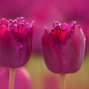 Tulipa Curly Sue, Tulip 'Curly Sue', Fringed Tulip 'Curly Sue', Fringed Tulips, Spring Bulbs, Spring Flowers, Tulipe Curly Sue, purple Tulips, Tulipes Dentelle