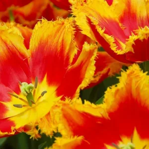 Tulipa 'Davenport', Tulip 'Davenport', Fringed Tulip 'Davenport', Fringed Tulips, Spring Bulbs, Spring Flowers, Red Tulips, Yellow Tulips, Bicolor Tulips, Tulipes Dentelle