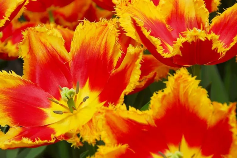 Tulipa 'Davenport', Tulip 'Davenport', Fringed Tulip 'Davenport', Fringed Tulips, Spring Bulbs, Spring Flowers, Red Tulips, Yellow Tulips, Bicolor Tulips, Tulipes Dentelle