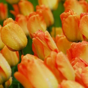 Tulipa Daydream, Tulip 'Daydream', Darwin Hybrid Tulip 'Daydream', Darwin Hybrid Tulips, Spring Bulbs, Spring Flowers, Tulipe Daydream,Tulipes Darwin, Apricot tulips, Orange tulips