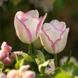 Tulipa 'Del Piero',Tulip 'Del Piero', Triumph Tulip 'Del Piero', Triumph Tulips, Spring Bulbs, Spring Flowers, Pink Tulip, Bicolor Tulip, White Tulip