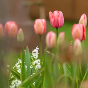 Tulipa 'Design Impression', Tulip 'Design Impression', Darwin Hybrid Tulip 'Pink Impression', Darwin Hybrid Tulips, Spring Bulbs, Spring Flowers, Pink Tulip