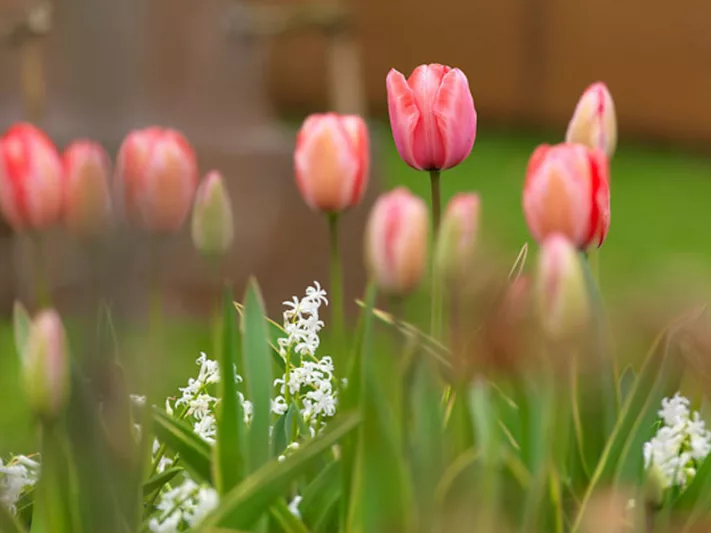 Tulipa 'Design Impression', Tulip 'Design Impression', Darwin Hybrid Tulip 'Pink Impression', Darwin Hybrid Tulips, Spring Bulbs, Spring Flowers, Pink Tulip