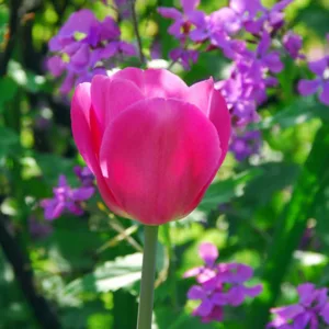 Tulipa Don Quichotte,Tulip 'Don Quichotte', Triumph Tulip 'Don Quichotte', Triumph Tulips, Spring Bulbs, Spring Flowers, Tulipe Don Quichotte, Triumph Tulip, Pink tulips, Purple Tulips, Tulipes Triomphe