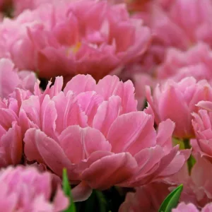 Tulipa 'Double Price',Tulip 'Double Price', Double Early Tulip 'Double Price', Double Early Tulips, Spring Bulbs, Spring Flowers, Purple Tulip