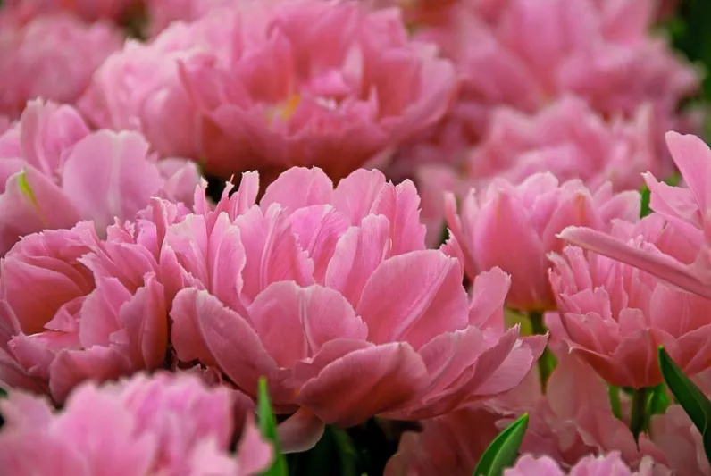 Tulipa 'Double Price',Tulip 'Double Price', Double Early Tulip 'Double Price', Double Early Tulips, Spring Bulbs, Spring Flowers, Purple Tulip