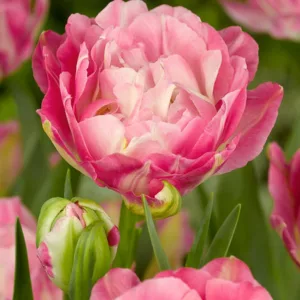 Tulipa 'Double Sugar',Tulip 'Double Sugar', Double Late Tulip 'Double Sugar', Double Late Tulips, Spring Bulbs, Spring Flowers, Pink Tulips, Tulipes Doubles Tardives